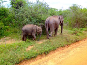 National Park, Sri Lanka