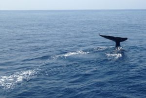Whale watching, Sri Lanka