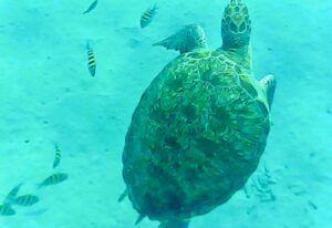 Curacao 2020 turtle