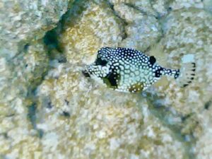 Curacao 2020 Boxfish